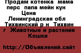 Продам котенка (мама-перс, папа-мейн-кун) › Цена ­ 3 000 - Ленинградская обл., Тихвинский р-н, Тихвин г. Животные и растения » Кошки   